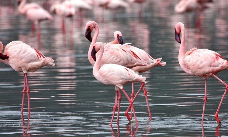 Lake Nakuru National Park Fees 2026