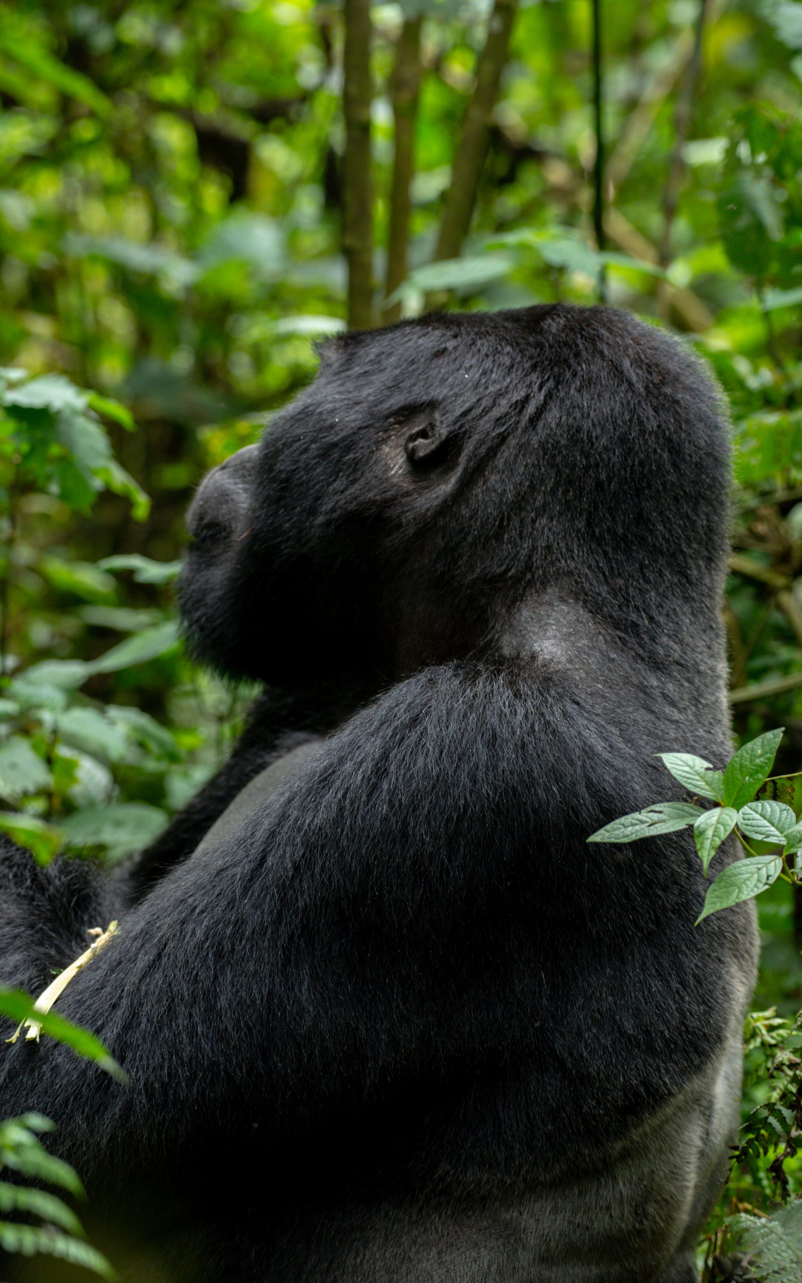 7-Days 6-Nights Best of Rwanda Wildlife and Gorilla Safari