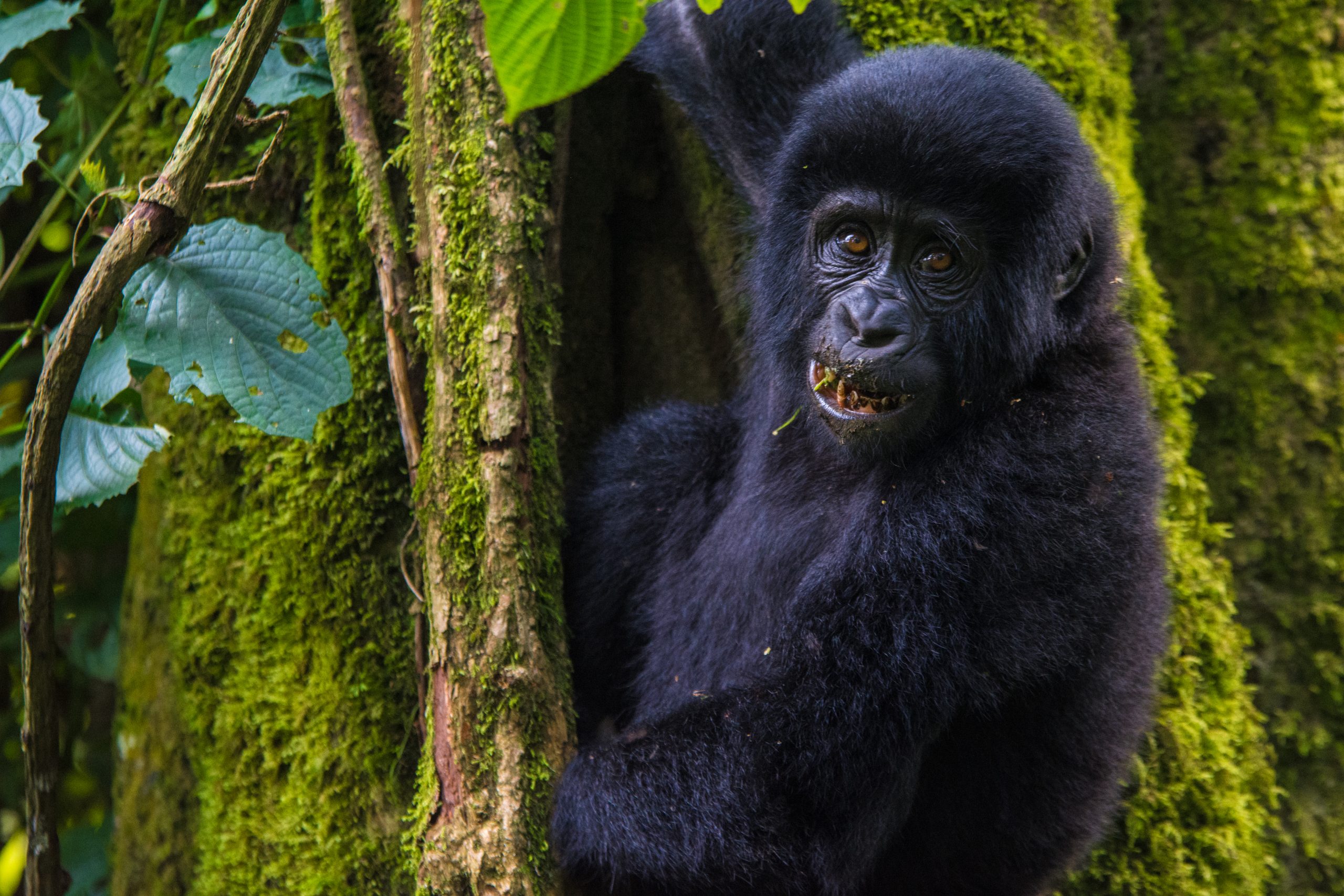 5 Days Uganda Gorilla and Chimpanzee tracking safari