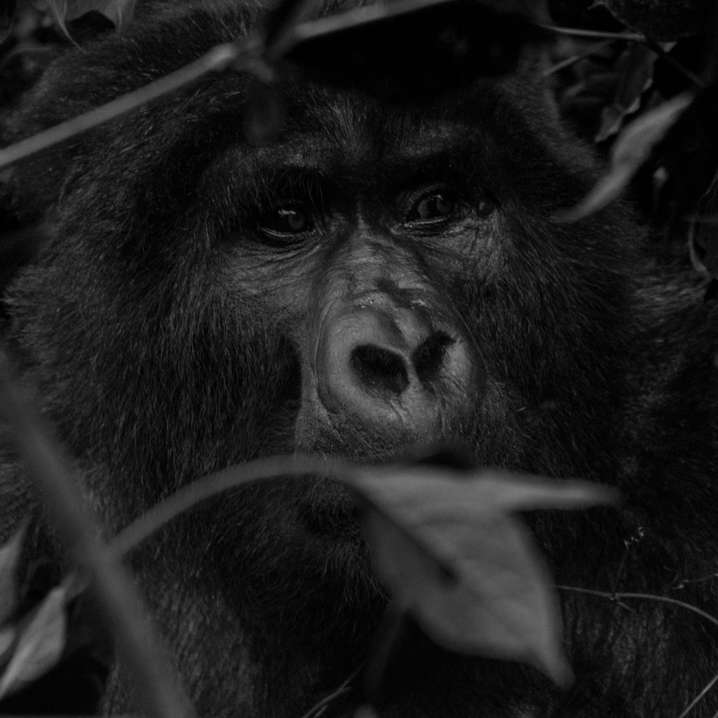 Gorilla Habituation