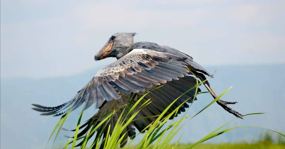 Explore Mabamba Swamp and Entebbe in 2 days. Spot the rare shoebill, enjoy birding, and discover Uganda’s top wildlife near Kampala