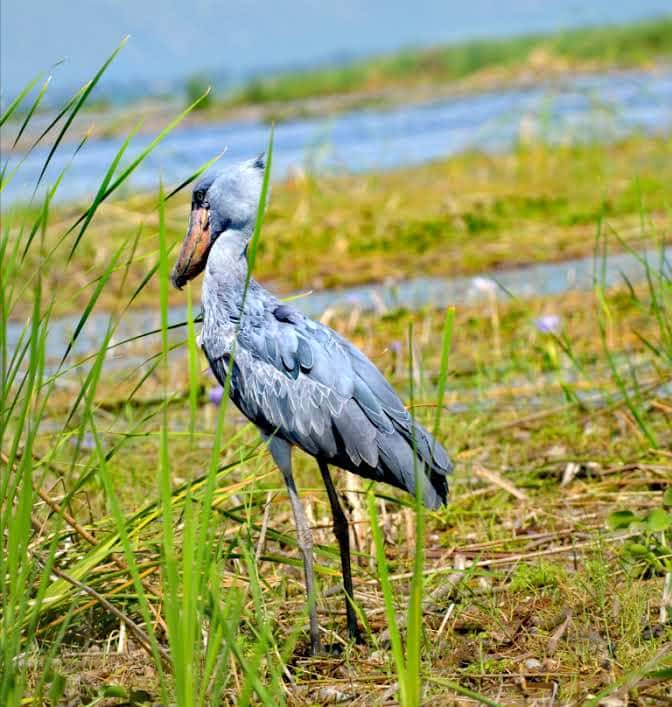 Experience a 1-day Mabamba Swamp bird watching tour in Uganda. Spot the rare shoebill stork, enjoy a canoe ride, and explore rich wetland birdlife