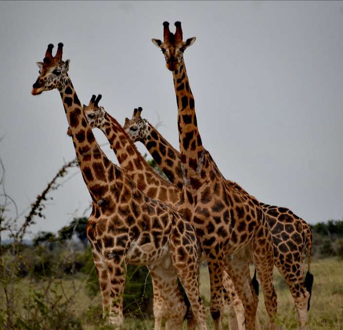 game drive safari in Murchison falls national park
