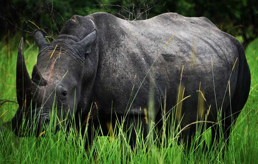 7 Days Uganda Safari – Murchison, Big 5, Chimps & Gorillas