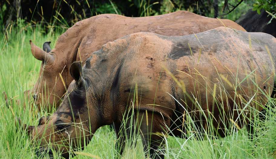 Plan your Uganda safari the right way. Learn how to book, choose parks, secure gorilla permits, and avoid mistakes for a perfect trip