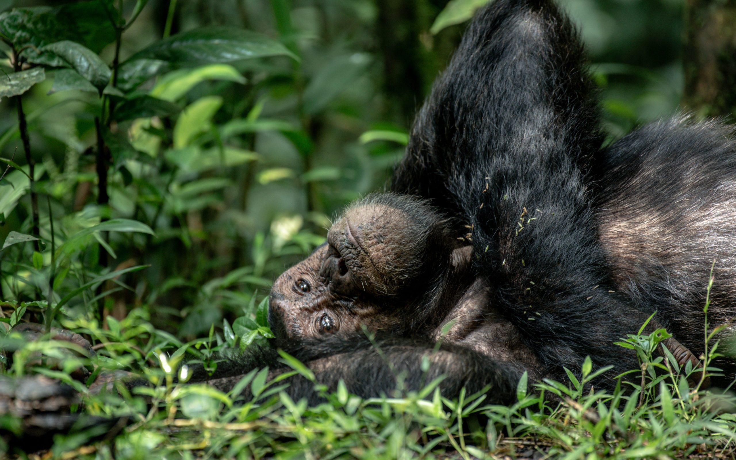 chimpanzee tracking kibale forest national park