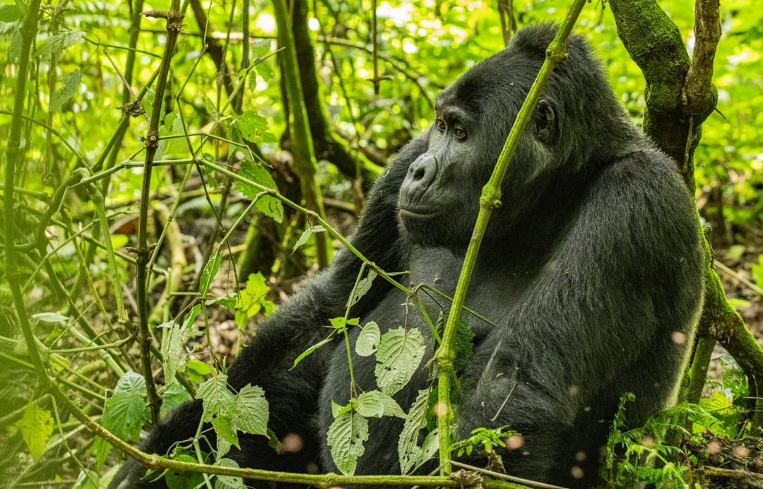 Uganda Vs Rwanda Gorilla Trekking: Which Is Better