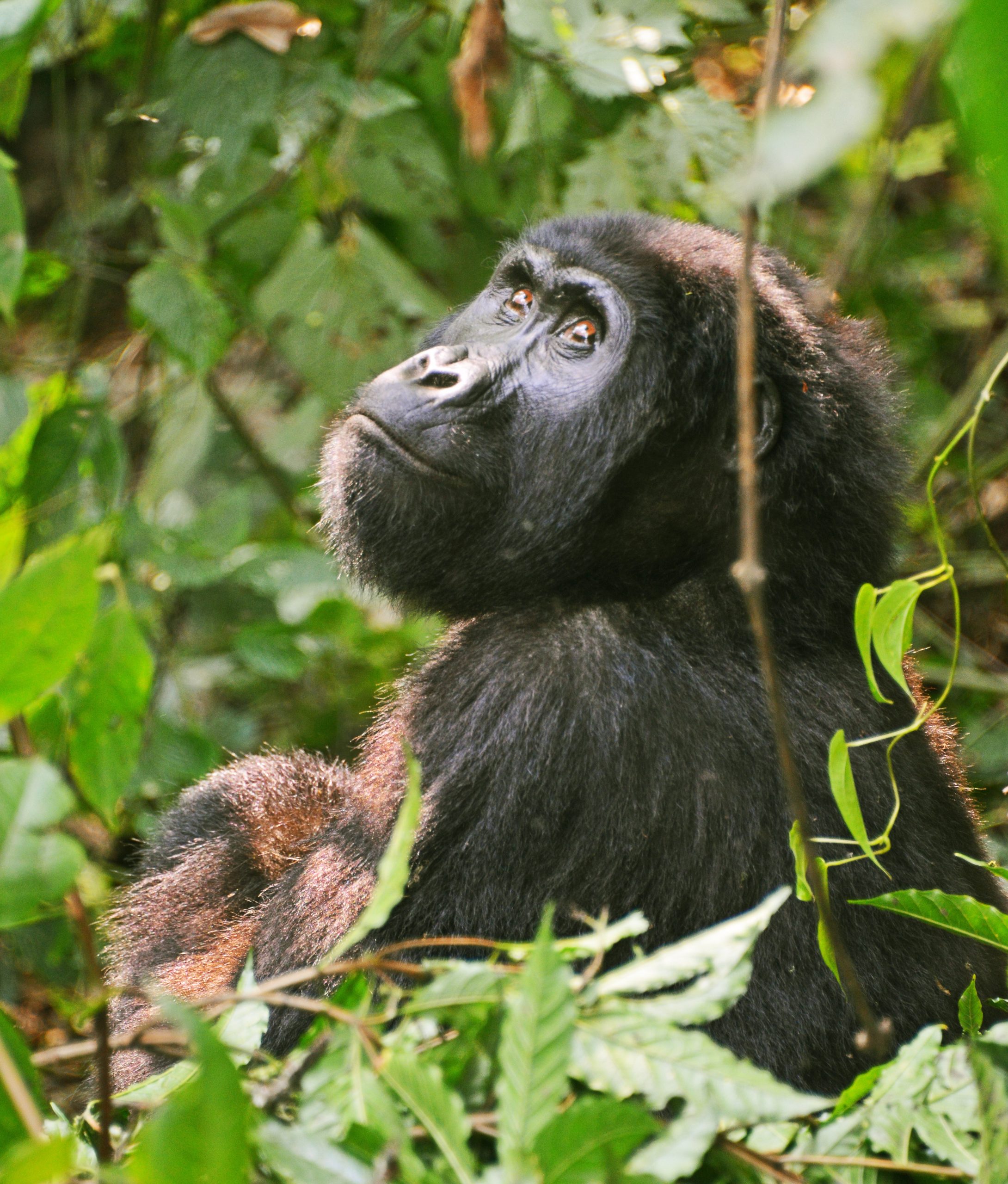 Female mountain gorilla feeding while holding her infant in dense forest during gorilla trekking in Bwindi Impenetrable National Park, Uganda