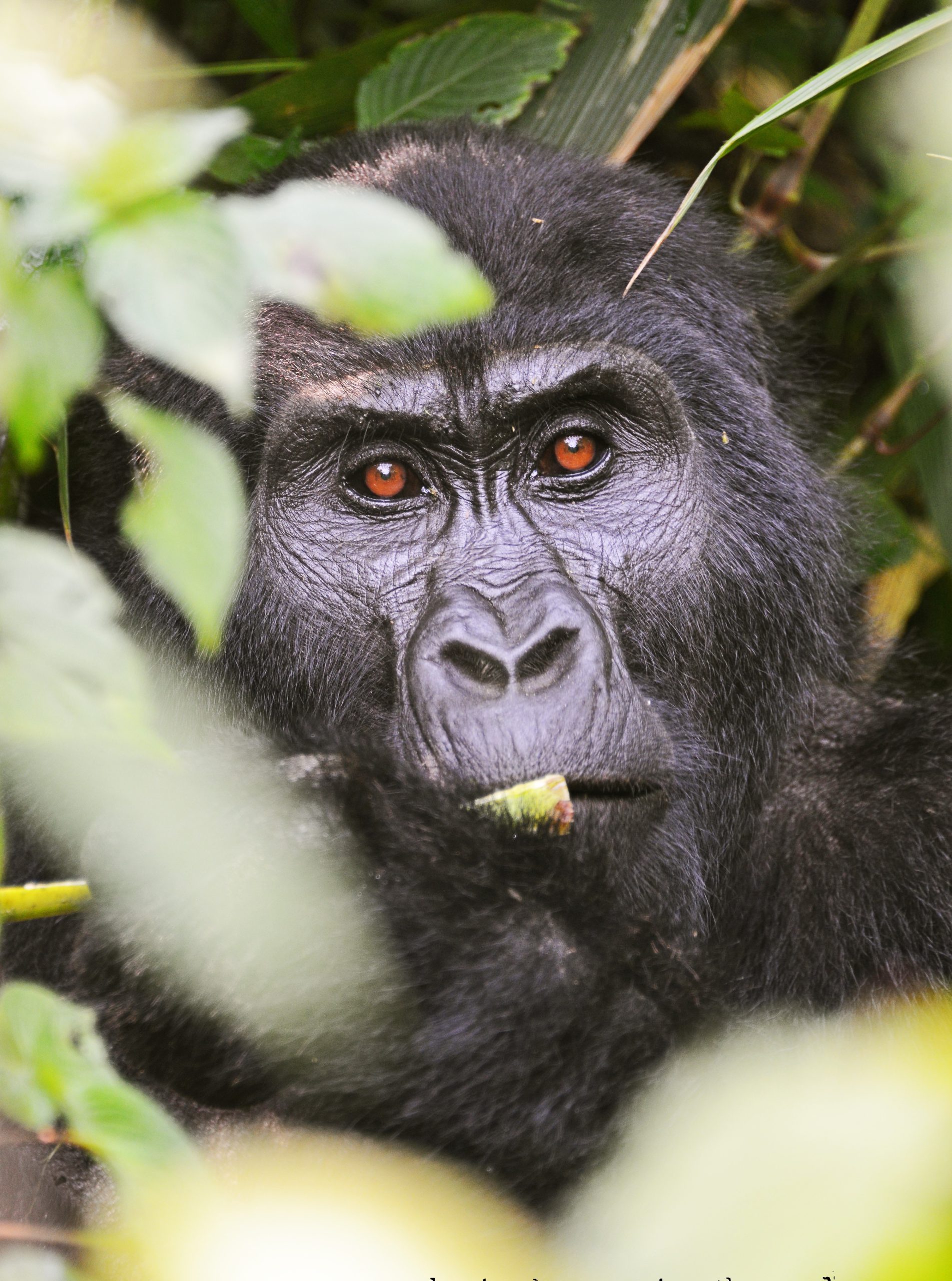 3 Day Rwanda Gorillas and Golden Monkeys Tour