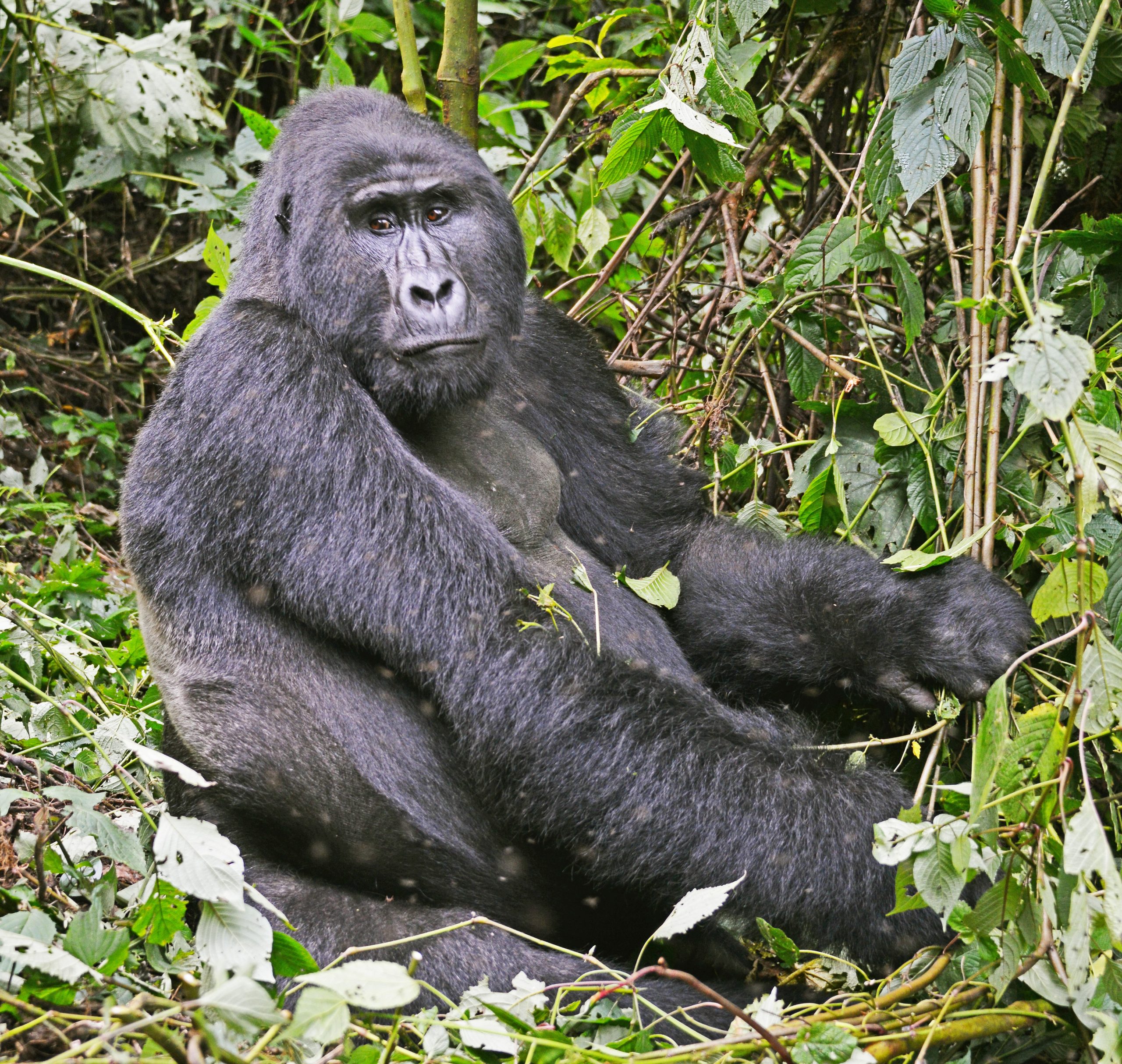 mountain gorillas in bwindi impenetrable forest national park