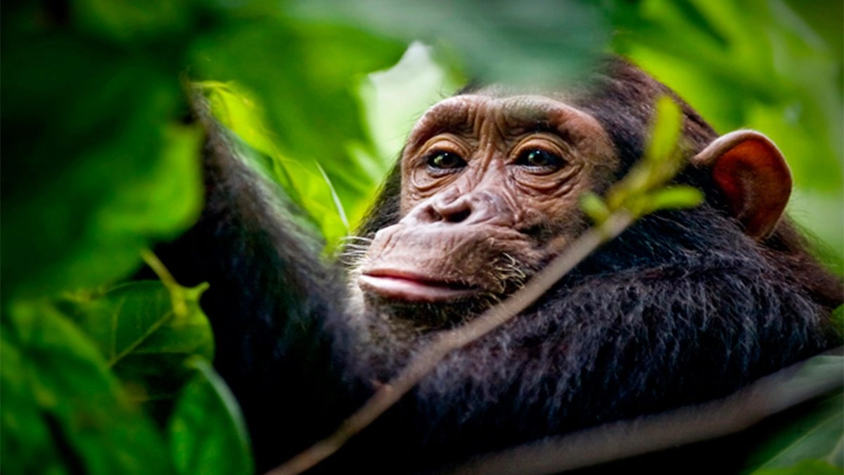 Ngogo Chimpanzees of Kibale National Park