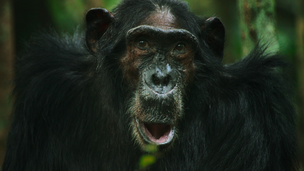 Ngogo Chimpanzees of Kibale National Park