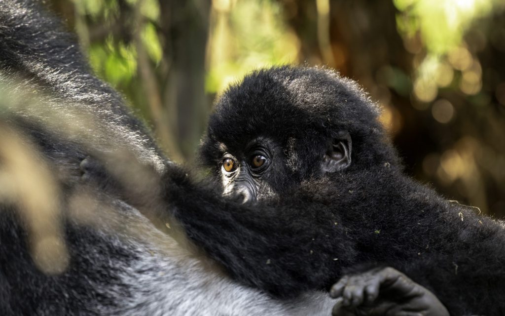 Gorilla Habituation