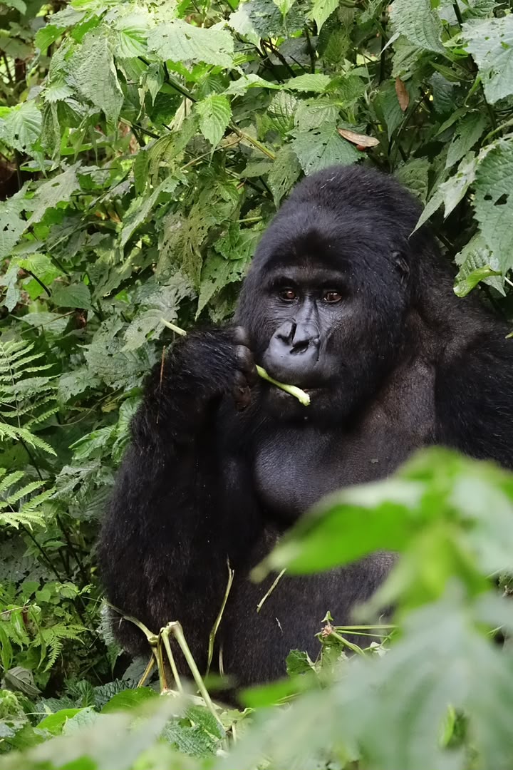 5-Day Uganda Gorilla Trekking, Gorilla Habituation & Wildlife Safari