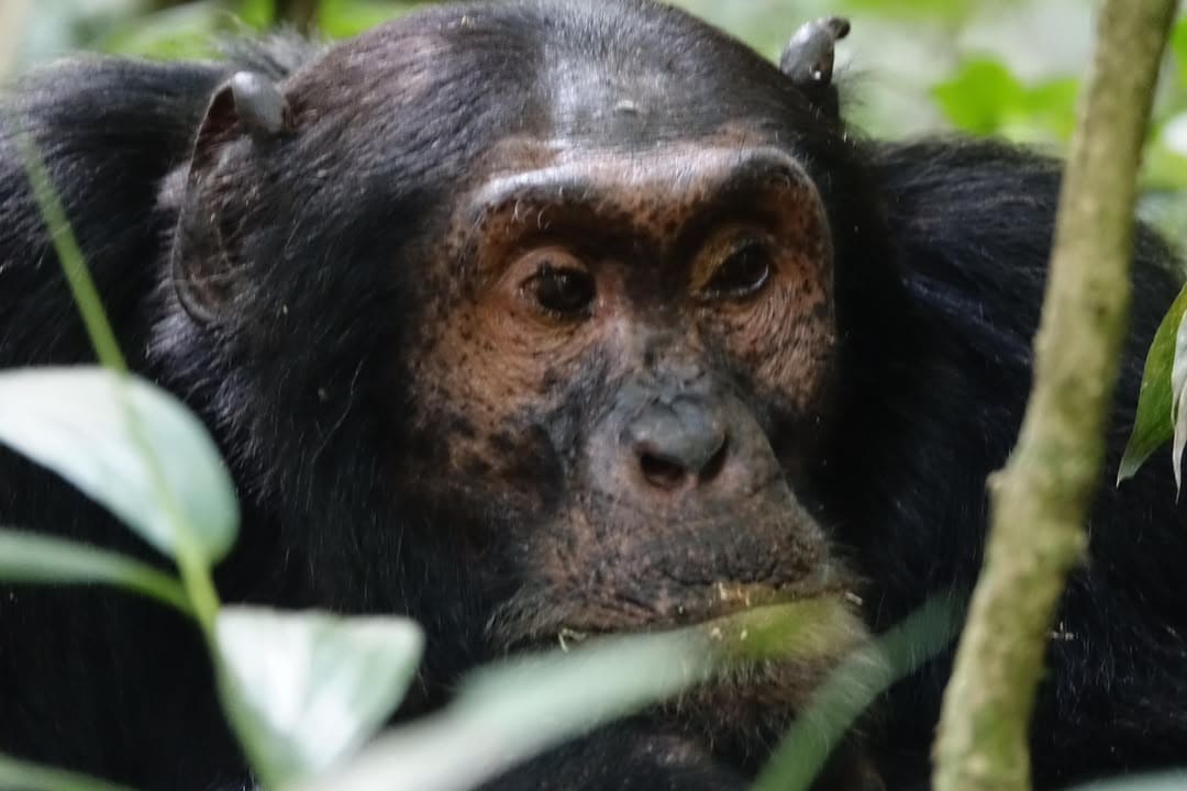  3 Days Murchison Falls Safari and Chimpanzee Tracking with Big5