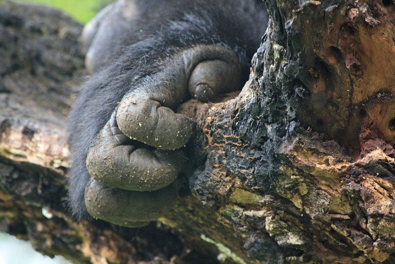 5 Days Uganda Safari