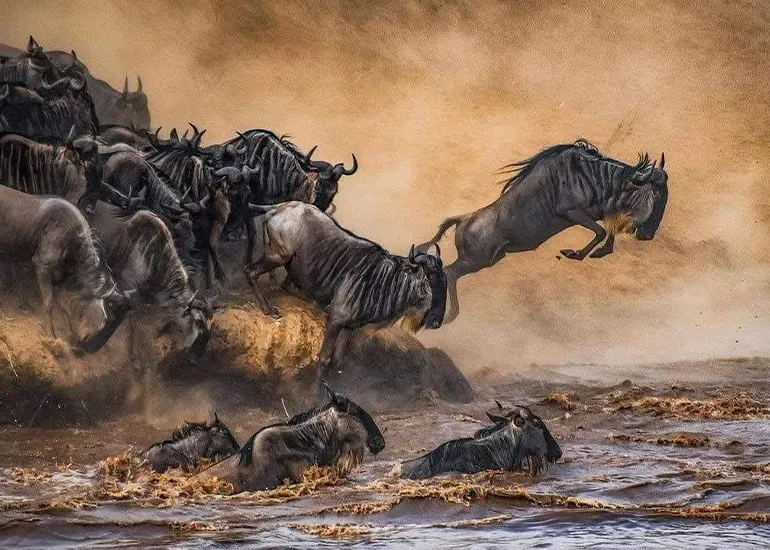 7 Days Luxury Serengeti Migration Safari