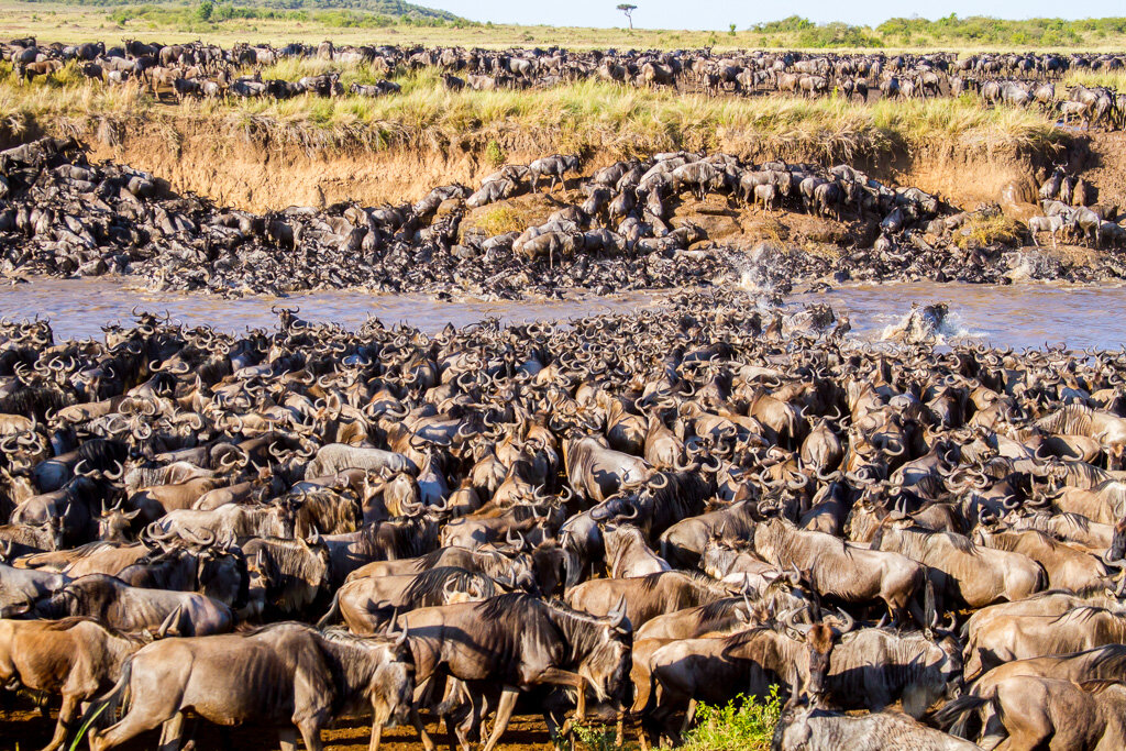 How to See the Great Migration in Maasai Mara & Serengeti?