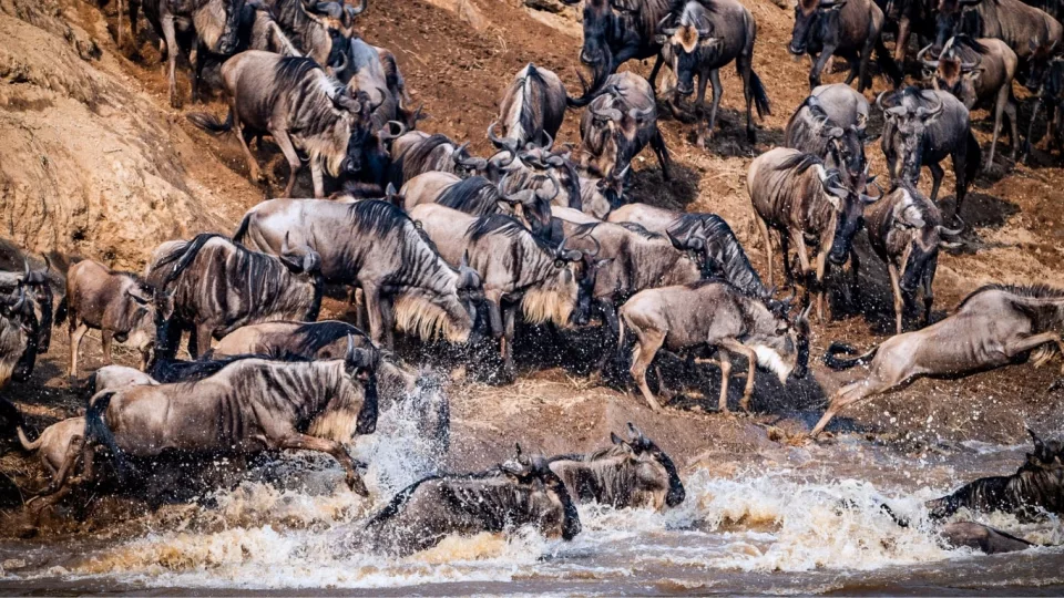 Great Wildebeest Migration Stages