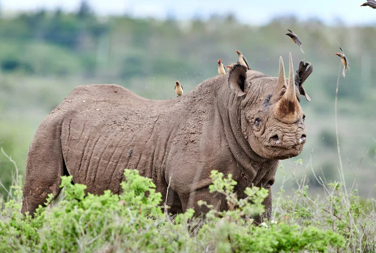 Facts About Nairobi National Park