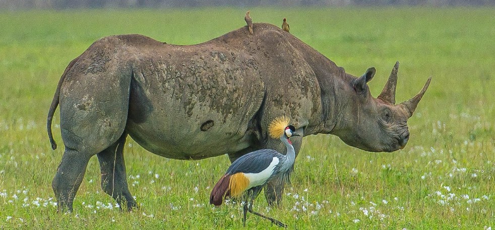7 Days Tanzania Big Five Safari