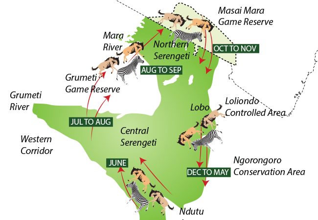 Great Wildebeest Migration Stages