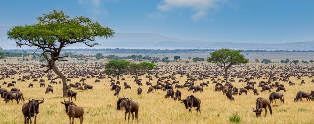 What to Know Before Visiting the Maasai Mara National Reserve?