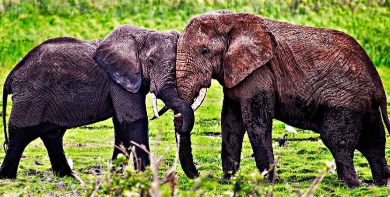 Best African Safari Tours