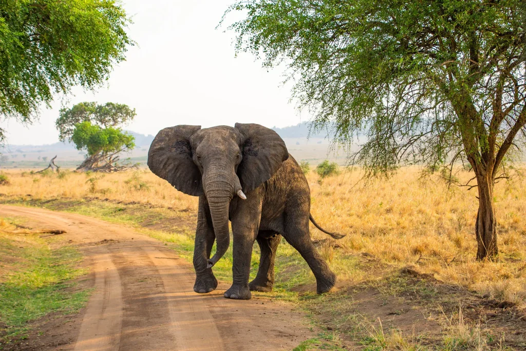 What Makes Kidepo Valley National Park Unique?