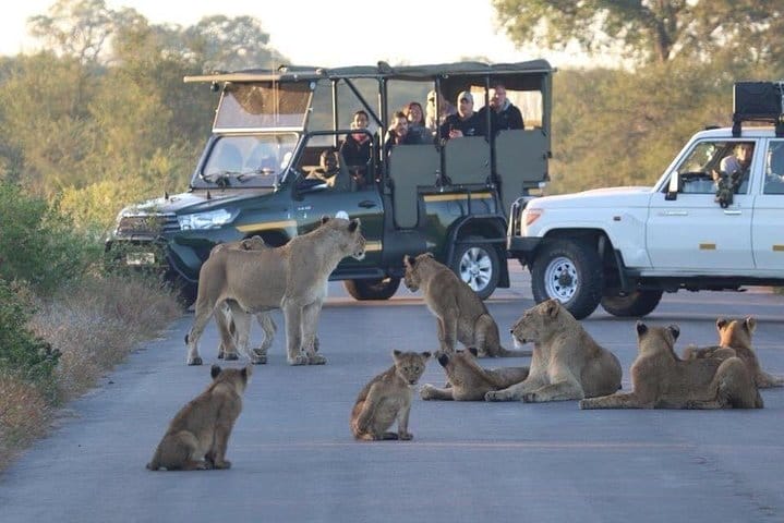 Best Places to Go on Safari in 2026
