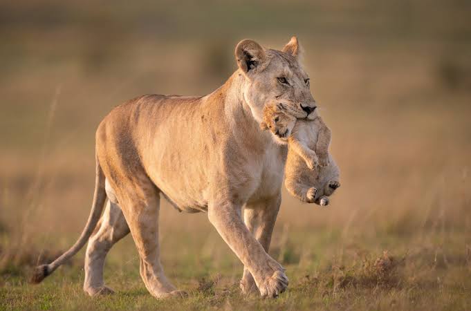 Best Places to See Lions in Uganda