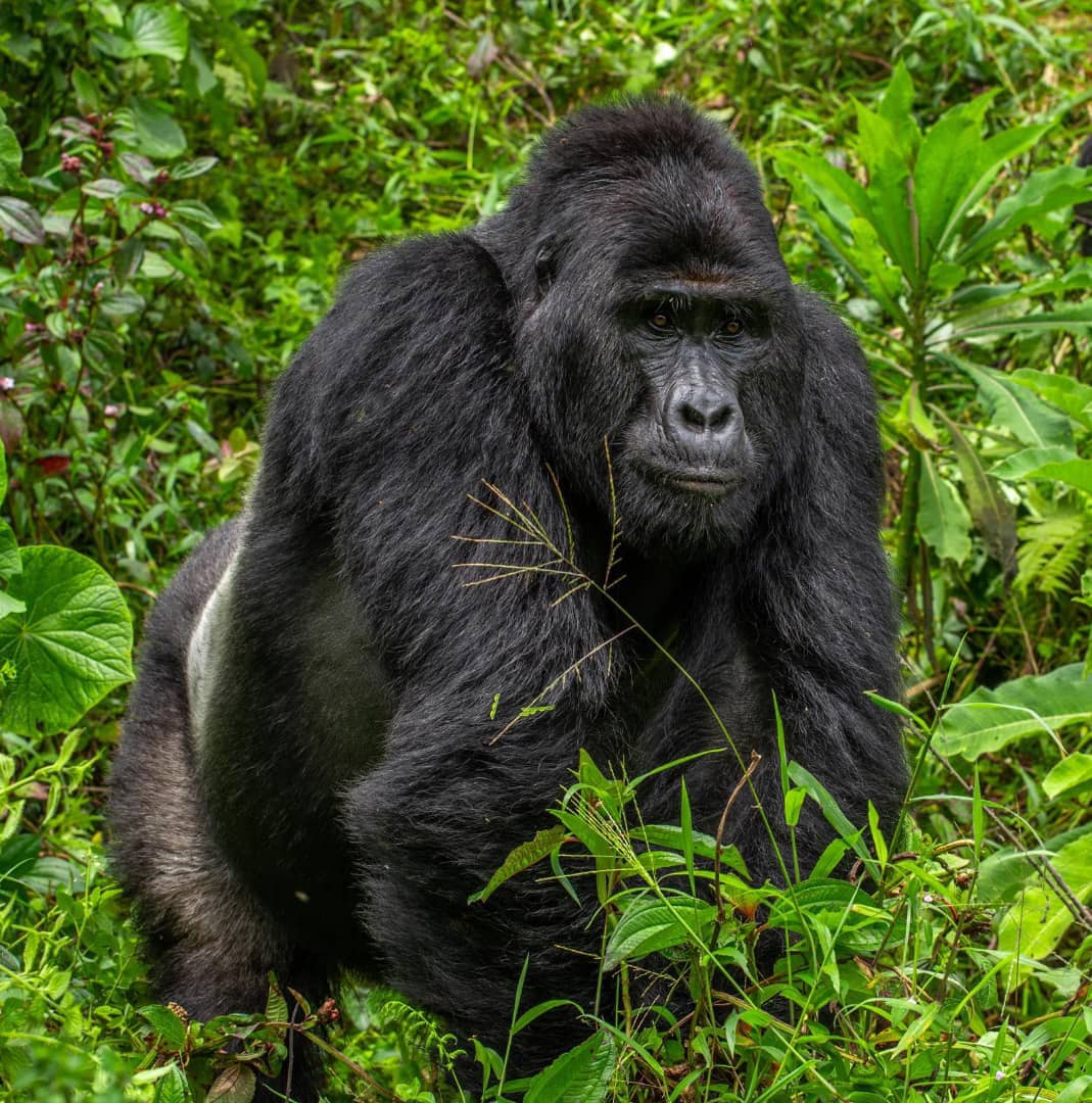 Discover Rwanda gorilla trekking in Volcanoes National Park. Learn permits, best time to visit, travel tips and plan your safari