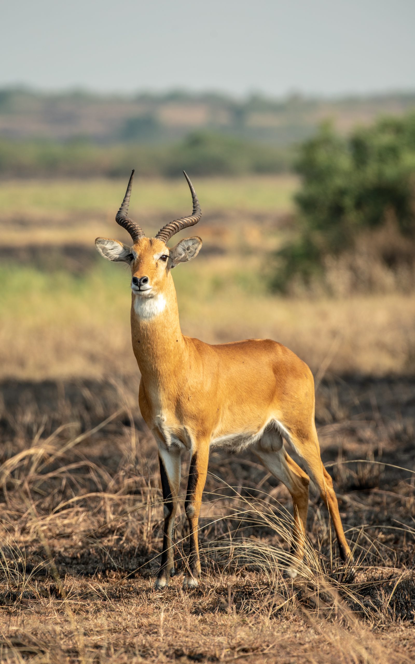 Explore nature walks in Rwanda with guided hikes through Nyungwe, Volcanoes and Akagera for unforgettable wildlife adventures