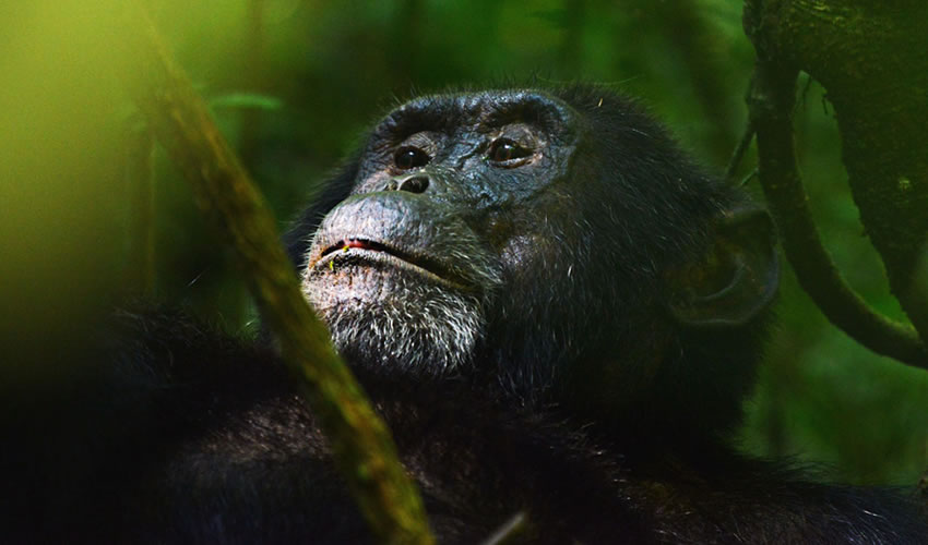 Best African Safari Tours