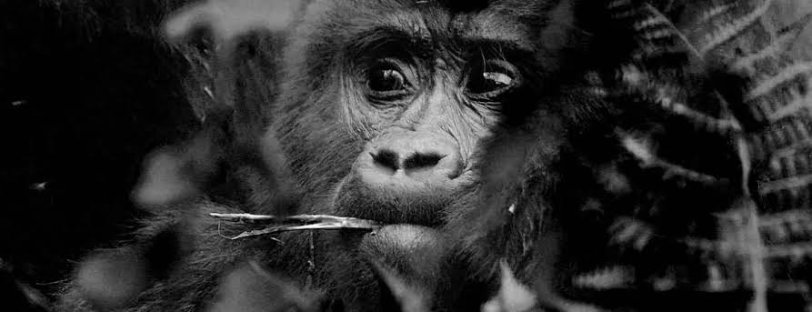 Combining Gorilla Trekking With a Big Five Safari in Uganda