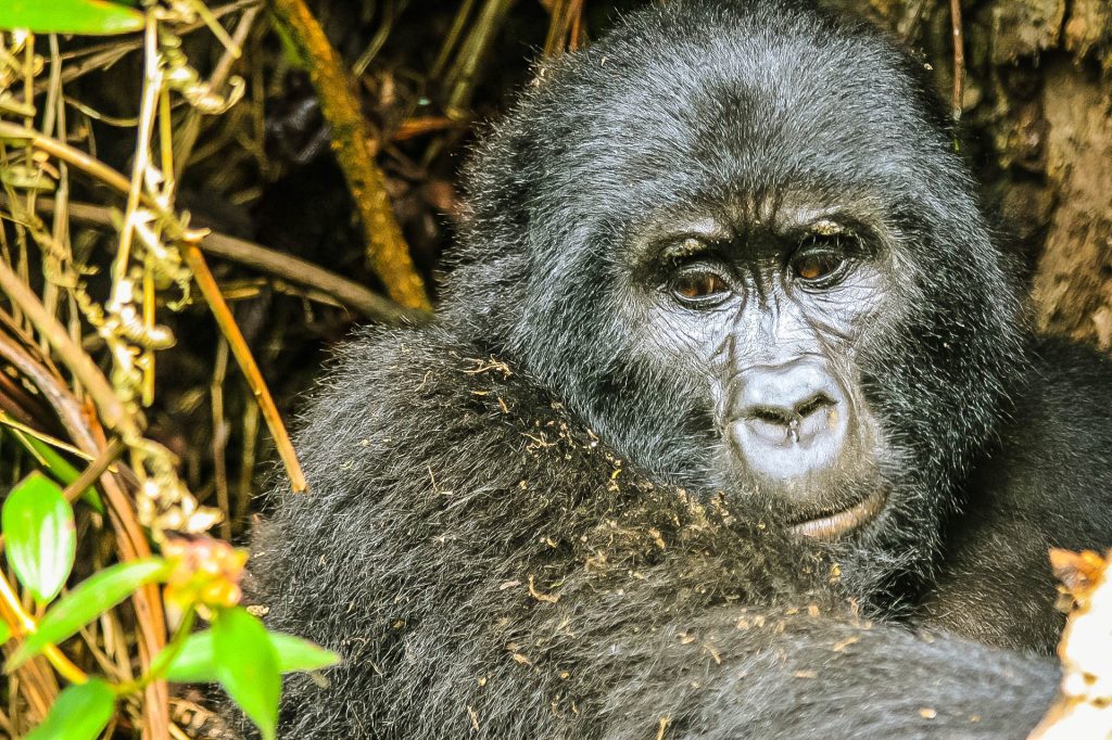 Lion Tracking vs Gorilla Trekking