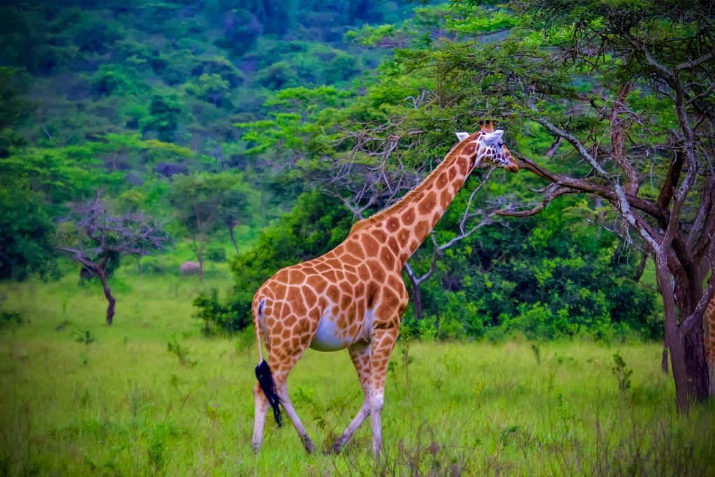 Where to Go for Photography Safaris in Uganda?