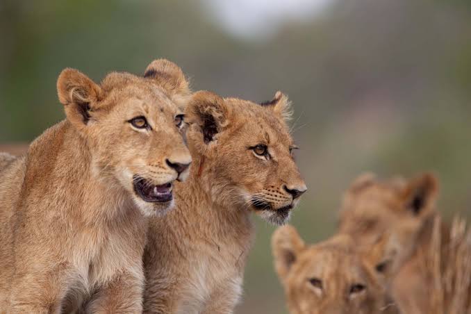 Best Places to See Lions in Uganda