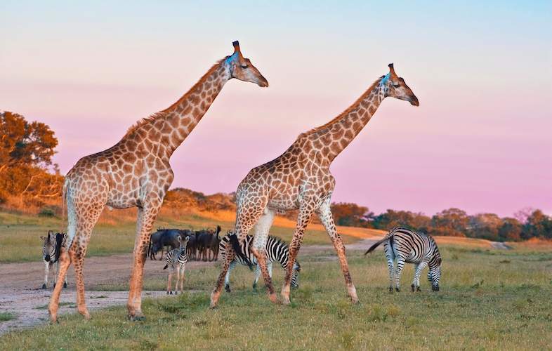 Best African Safari Tours