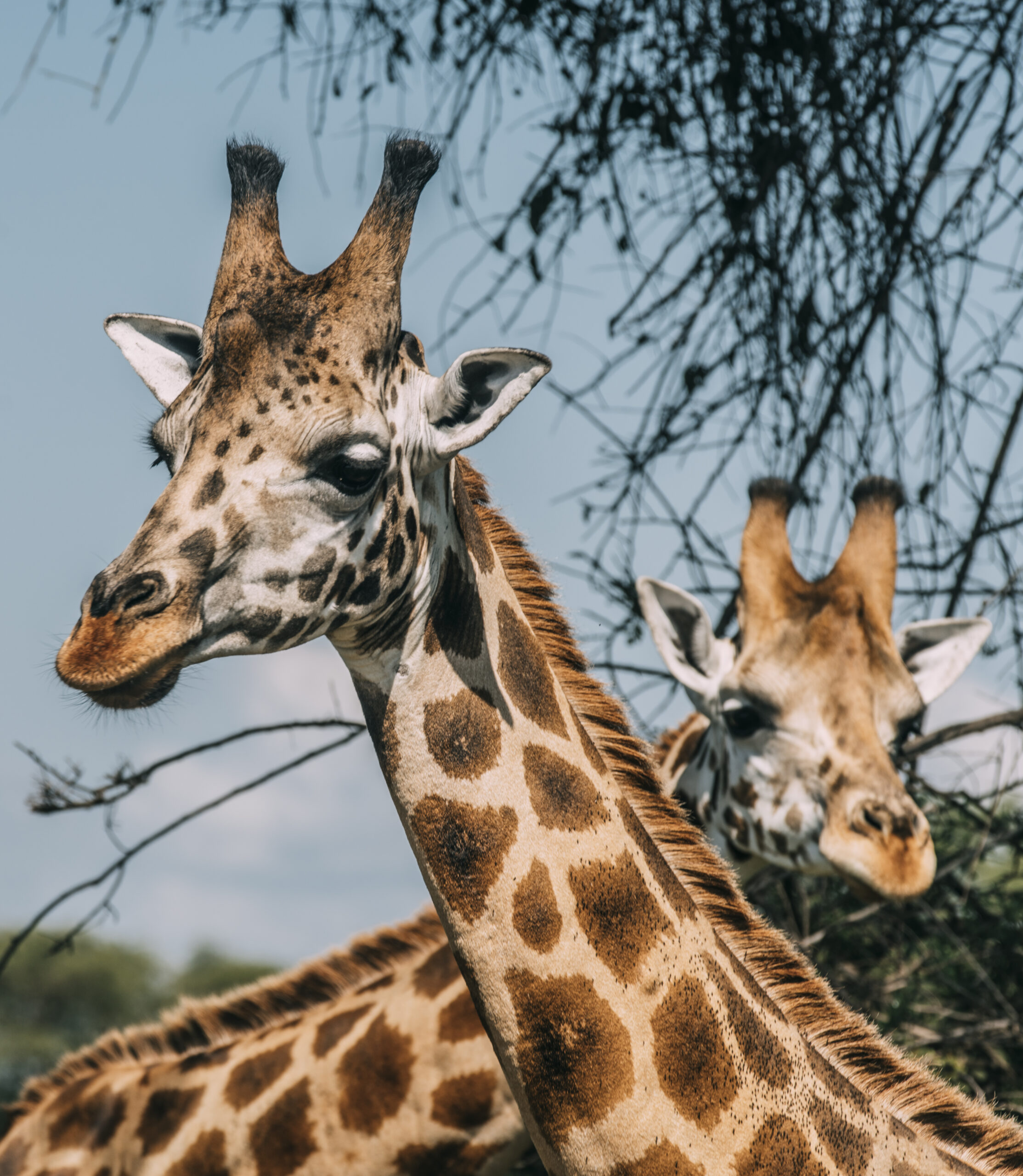 Plan your Uganda safari 2026 with this guide to parks, gorillas, wildlife, costs, best time to visit, itineraries and travel tips