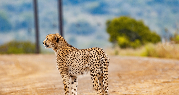 Best Time to Book a Budget East Africa Safari for the Lowest Prices