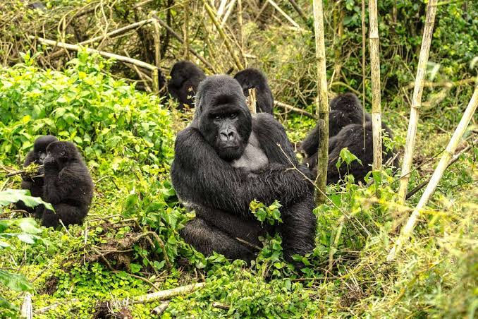 East Africa Safari vs Southern Africa Safari