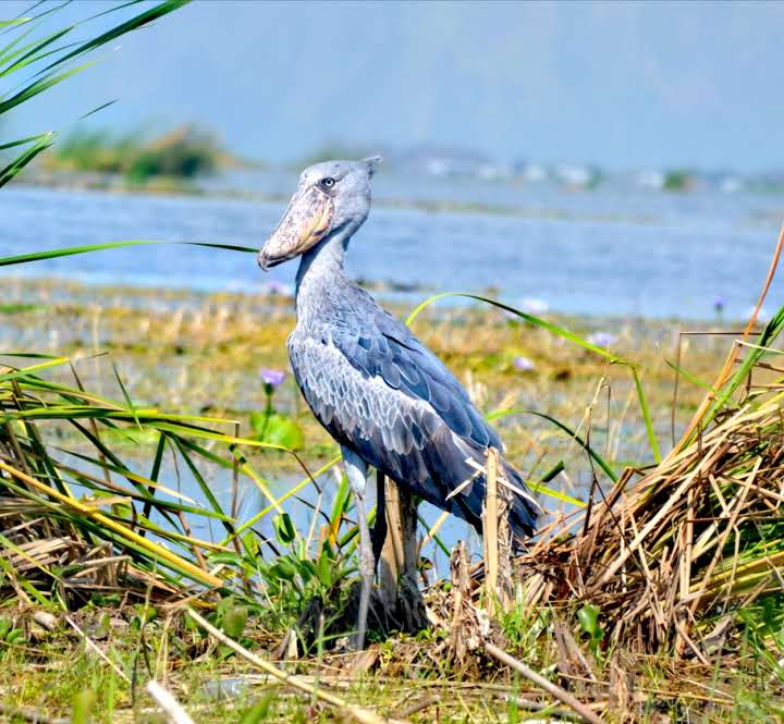 Bird species in uganda