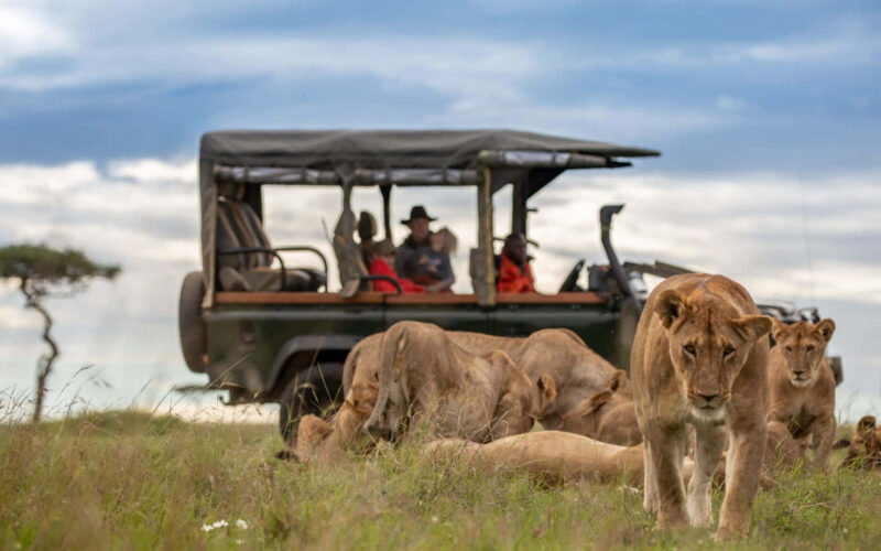 Small Group vs Large Group Safari