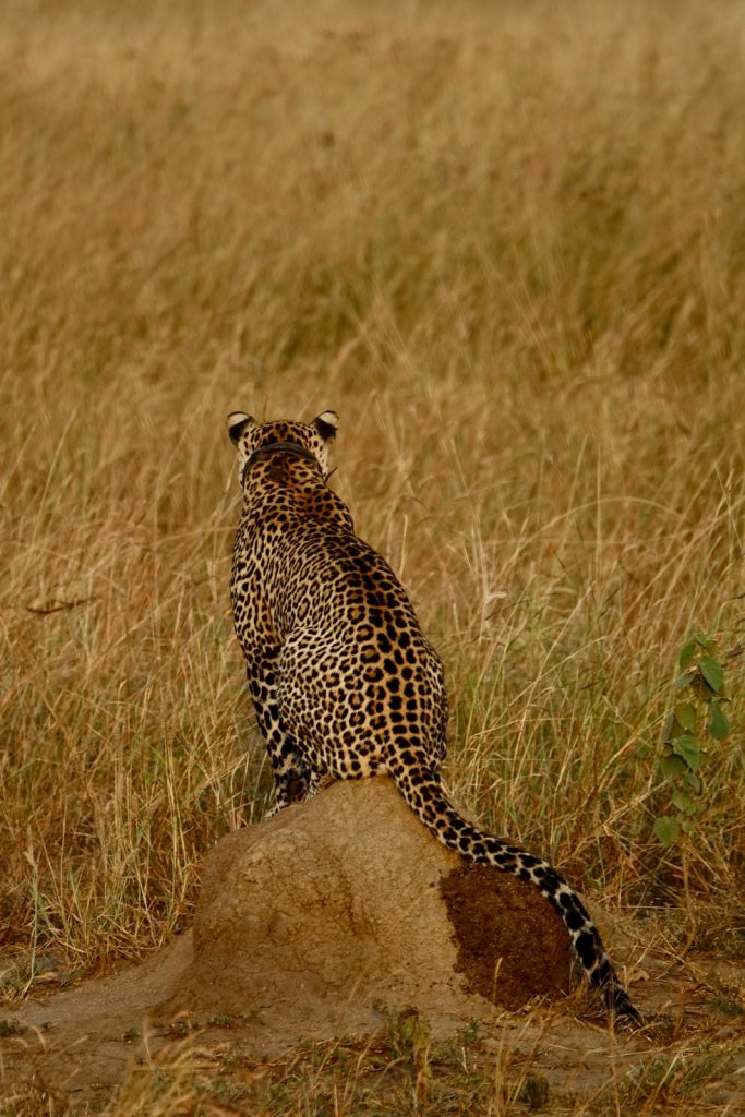 Best Time to Visit Uganda for a Safari: discover the best seasons for gorilla trekking, wildlife viewing, birdwatching, hiking, and more