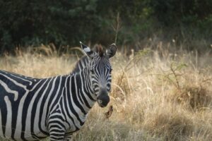 Discover how many days you need in Uganda for gorillas, chimps, wildlife and slow safaris, with a local guide to planning your perfect trip