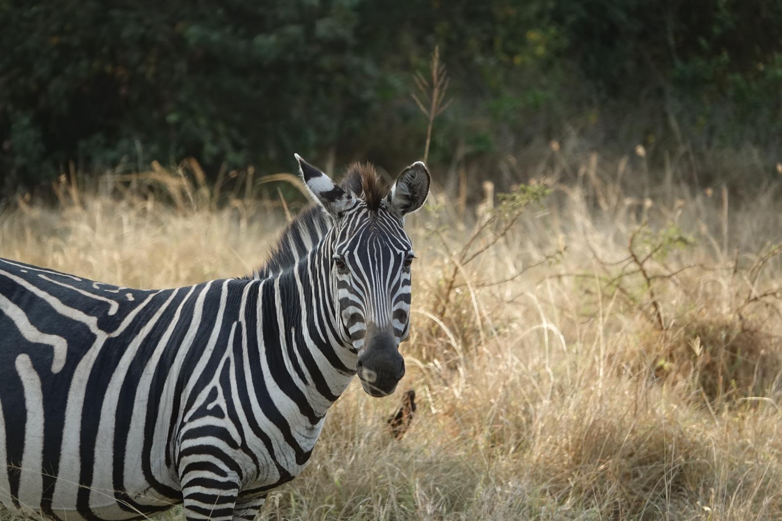 Discover how many days you need in Uganda for gorillas, chimps, wildlife and slow safaris, with a local guide to planning your perfect trip