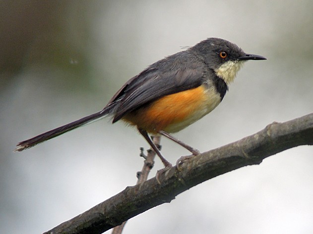 Bird Watching in Volcanoes National Park: A Complete Guide