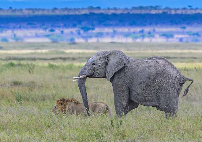 Best Time to Book a Budget East Africa Safari for the Lowest Prices