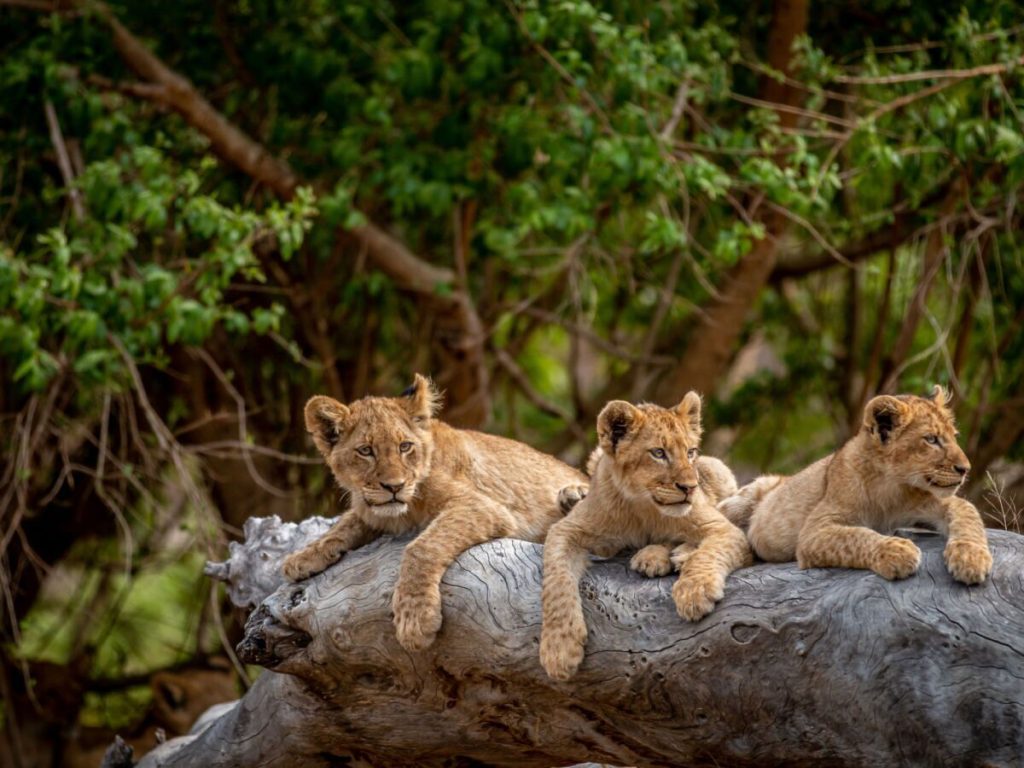 East Africa Safari vs Southern Africa Safari